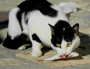 A este gato no le importa mucho el peso de su sardina | Foto de: http://thrumyeye.deviantart.com/