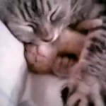 Captura del vídeo de la gata que abraza a su gatito