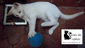 Kato, nuestro gato jugando de cachorro con una pelotita | Foto: www.cosasdegatos.es