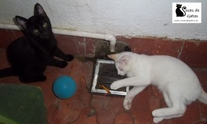Kato y Saya, nuestos gatos jugando de cachorros | Foto: www.cosasdegatos.es