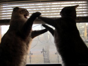 Si dos gatos macho se encuentran merodeando a la hembra en celo, la pelea está servida | Foto: shrimpcookie.deviantart.com