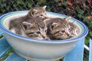Estos gatitos se han enterado de que su plato de agua es lo más seguro y se han metido ellos | Foto: http://chance87.deviantart.com