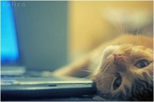 El placer de escuchar a un gato ronronear | Foto: mare-wrath.deviantart.com/