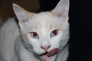 Kato relamiéndose. Nuestro gato se lo comería todo, pero hay que vigilar que no coma alimentos tóxicos | Foto: www.cosasdegatos.es