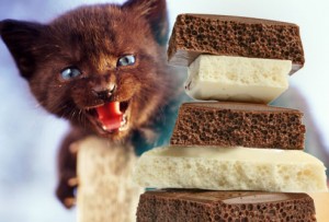 El chocolate puede ser muy tóxico para los gatos