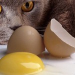 El huevo crudo es nocivo para los gatos, puede contener bacterias y causar intoxicación | Foto: pets.webmd.com