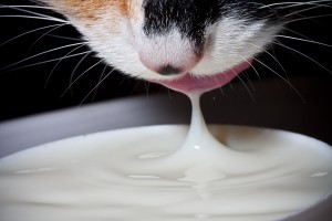 Hay gatos que son intolerantes a la lactosa | Foto: fireandknowledge.org