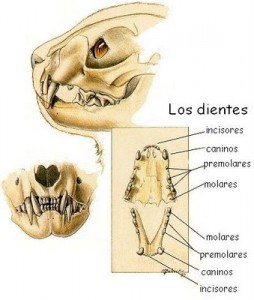 El gato adulto tiene 30 dientes | Foto: losgatosdeeuridice.blogspot.com