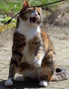 El gen naranja es el que influye en el tricolor del pelo de los gatos | Foto: solina-tormas.deviantart.com