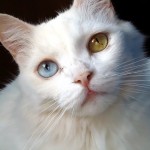 Los gatos que tienen un ojo de cada color son llamados gatos de ojos dispares | Foto: esteljf.deviantart.com
