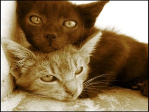 Gato de color sólido junto a gato de color atigrado | Foto: dragosu.deviantart.com