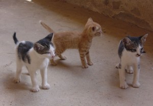 Los gatos son originalmente de color tabby o atigrado | Foto: cingy.deviantart.com