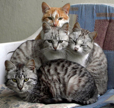 golondrina negar grua El color de los gatos, pura genética felina | Cosas de Gatos