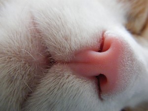 La nariz del gato puede estar húmeda y seca, no siempre está mojadita | Fotos: www.cosasdegatos.es