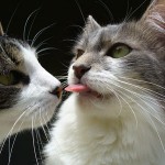 La lengua es un órgano muy importante para el gato | Foto:phantompanther.deviantart.com