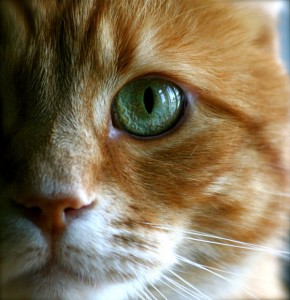 Los gatos utilizan los ojos como elemento de comunicación corporal | Foto: evilnesscroft.deviantart.com