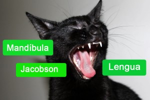 Mandíbula, dientes, lengua y órgano de Jacobson de los gatos | Foto: www.cosasdegatos.es