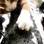 Este gato no necesita rascador para limar sus uñas | Foto: ankie88.deviantart.com