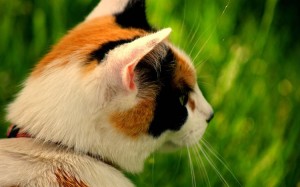Las gatas tricolores son hembra, pero 1 de cada 3.000 puede ser macho | Foto: bellayona.deviantart.com