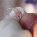 Solamente hay que cortar la parte que sobresale de la uña del gato, la que es menos rosada | Foto: wikihow.com