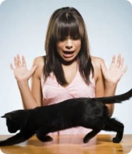 Los que sufren ailurofobia pueden tener ataques de pánico, sudores, alteración en la respiración y taquicardia | Foto: www.gatosdomesticos.com/2011/la-ailurofobia-miedo-a-los-gatos