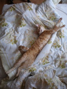 El gato tiene un espacio en el que aislarse, por ejemplo en el lugar en el que duerme | Foto: marrys.deviantart.com