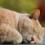 El gato adulto duerme una media de 20 horas diarias | Foto: sloorth.deviantart.com