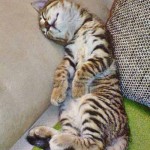 Los gatos duermen en posiciones muy raras | Foto: die-rina.deviantart.com