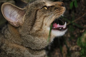 Los sonidos son señales importantes para el marcaje de un gato | Foto: harukizo.deviantart.com