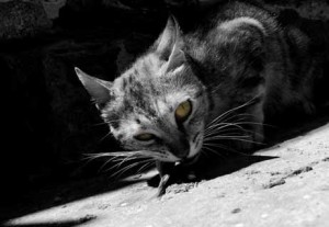 El gato necesita una zona de aislamiento y una de actividad | Foto: mertcheus.deviantart.com