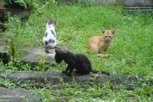 El gato salvaje tiene territorios más amplios que el gato doméstico | Foto: einahpets-otmah.deviantart.com