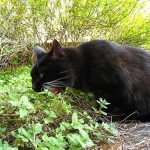 Los gatos que inhalan nepeta se tiran por el suelo, cazan ratones imaginarios y parecen drogados