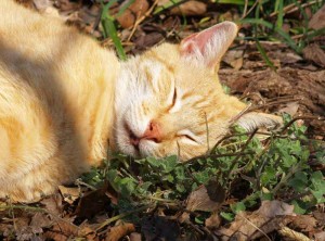La nepeta cataria es conocida como la marihuana de los gatos por sus efectos alucinógenos 