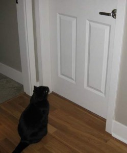 El gato que ya vive en la casa puede ser que se pase bastante tiempo escuchando y oliendo al que está al otro lado de la puerta | Foto: lost-angle.deviantart.com