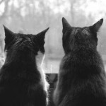 Gatos viviendo juntos con tranquilidad | Foto: hel08.deviantart.com