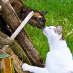 El reconocimiento olfativo es muy importante para los gatos | Foto: wolfhound-in-nature.deviantart.com