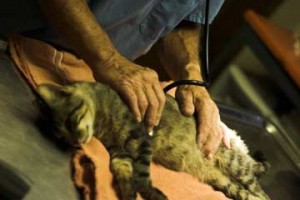 El primer paso para incorporar un nuevo gato a casa es llevarlo al veterinario | Foto: darin3200.deviantart.com
