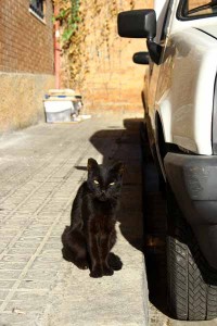 Gato callejero de una colonia controlada