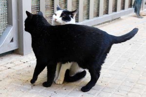Gatos callejeros de una colonia controlada de Barcelona