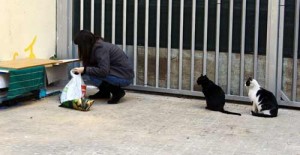 El equipo de Cosas de Gatos dando de comer a los gatos de la colonia de Sants (Barcelona)