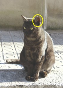 A los gatos que se captura y se esteriliza se les marca con un pequeño corte en la oreja izquierda
