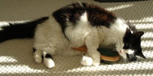 El cepillado del gato ayuda a eliminar la caspa que provoca la alergia | Foto: hero-zero.deviantart.com