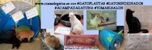 #gatosindignados #gatosindignados #acampadagatuna #tomaelsalon