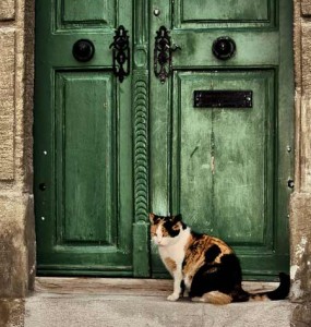 Las casas de acogida temporal de gatos aportan ventajas tanto al minino como a quién lo acoge | Foto: http://pauljavor.deviantart.com
