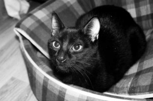 Un falso mito es el de que los gatos negros dan mala suerte | Foto: www.cosasdegatos.es