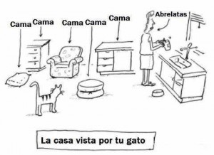 Los gatos no son ariscos