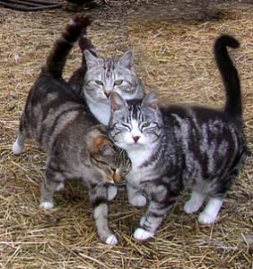 En las colonias las gatas hembra suelen asentarse a su territorio y establecer otro tipo de jerarquía | Foto: http://canidaepetfood.blogspot.com.es
