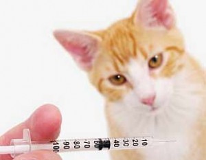 Calendario de vacunación del gato
