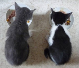 El gato necesitará un cuenco para el agua y otro para la comida | Foto: http://scape07.deviantart.com