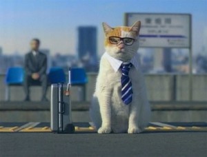 Consejos para viajar con gatos | Foto: http://www.japanprobe.com